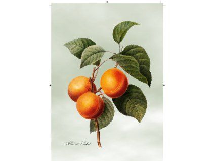 meruňka světle zelená