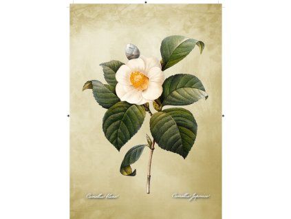Camelia Japonica béžová 2