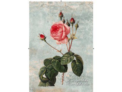 Rosa Centifolia Bullata zelenkavá