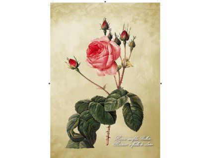 Rosa Centifolia Bullata béžová 2