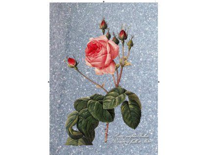 Rosa Centifolia Bullata modro stříbrná
