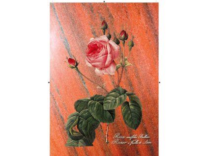 Rosa Centifolia Bullata červená s pruhy