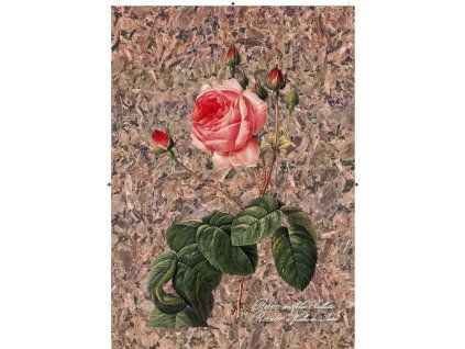 Rosa Centifolia Bullata nepravidelná hnědo černá