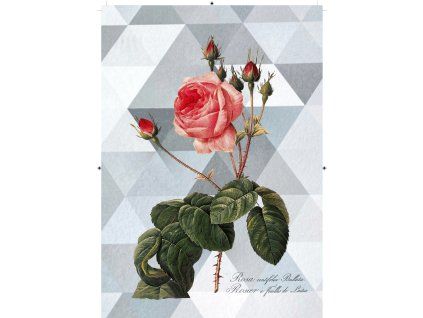 Rosa Centifolia Bullata trojúhelníková