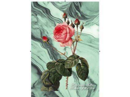 Rosa Centifolia Bullata zelená mramorová