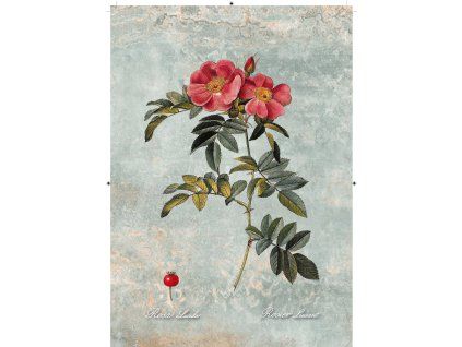 Rosa Lucida zelenkavá