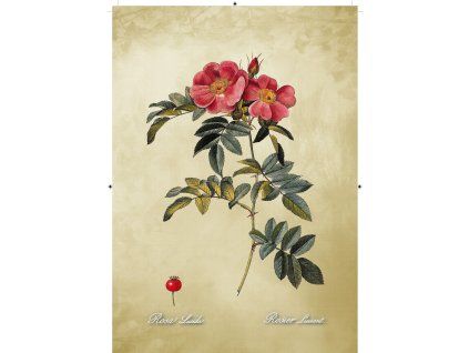 Rosa Lucida béžová 2