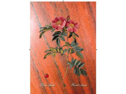 Rosa Lucida červená s pruhy