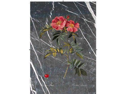 Rosa Lucida černobílá mramorová