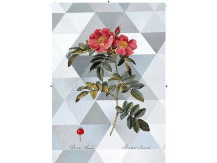 Rosa Lucida trojúhelníková