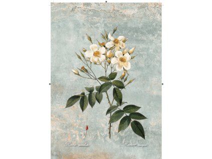 Rosa Moschata zelenkavá