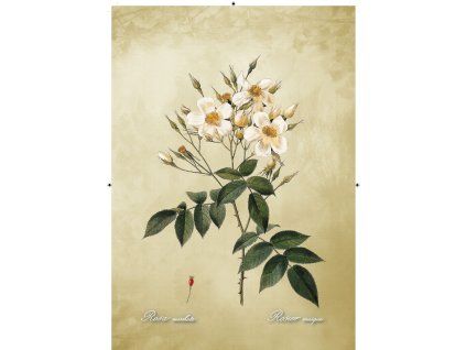Rosa Moschata béžová 2
