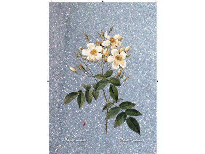 Rosa Moschata modro stříbrná