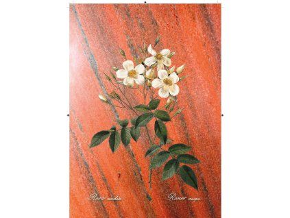 Rosa Moschata červená s pruhy