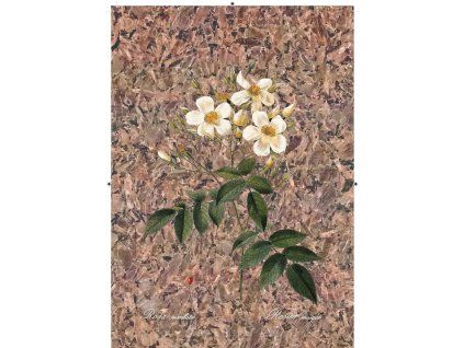 Rosa Moschata nepravidelná hnědo černá
