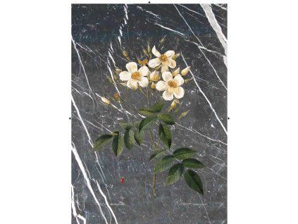 Rosa Moschata černobílá mramorová