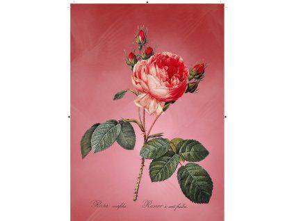 růže rudá červená