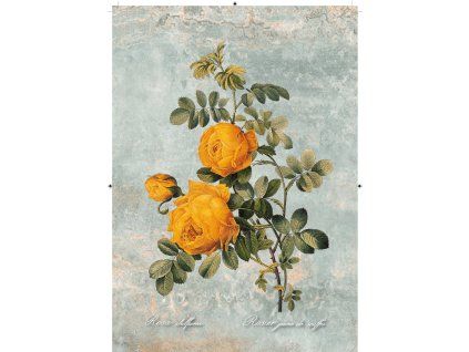 Rosa Sulfurea zelenkavá