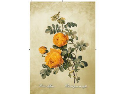 Rosa Sulfurea béžová 2