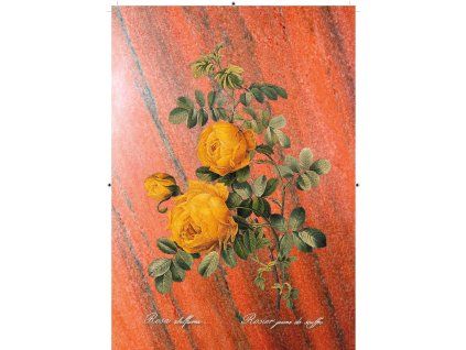 Rosa Sulfurea červená s pruhy
