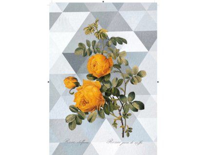 Rosa Sulfurea trojúhelníková