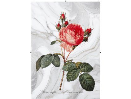 růže rudá mramorová