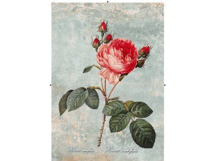 Rosa Centifolia zelenkavá