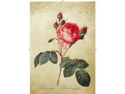 Rosa Centifolia béžová 2