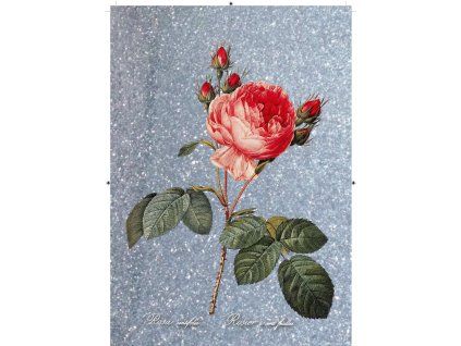 Rosa Centifolia modro stříbrná