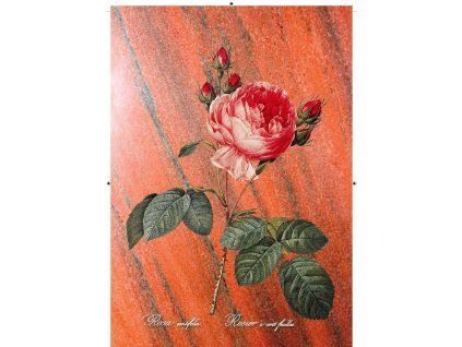 Rosa Centifolia červená s pruhy