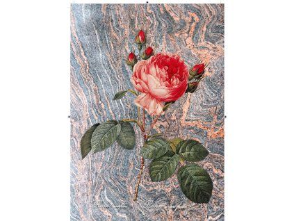 Rosa Centifolia nepravidelná modro oranžová