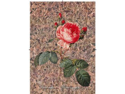 Rosa Centifolia nepravidelná hnědo černá