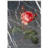 Rosa Centifolia černobílá mramorová