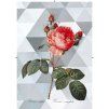 Rosa Centifolia trojúhelníková