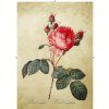 Rosa Centifolia béžová 2