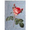 Rosa Centifolia modro stříbrná