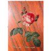 Rosa Centifolia červená s pruhy