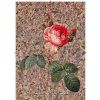 Rosa Centifolia nepravidelná hnědo černá