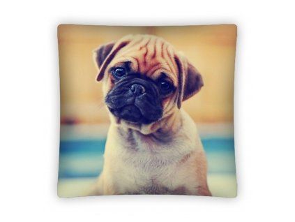 Polštář DOG PS0007 40x40cm