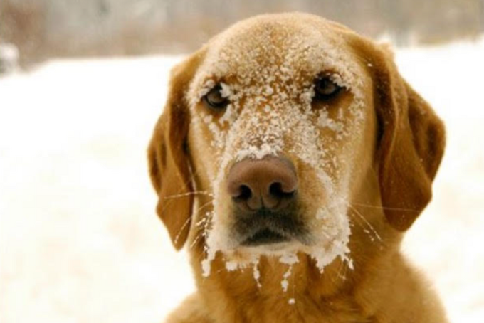 Chrípka u domácich zvieratiek