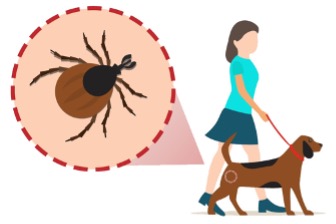 Aké ochorenia môže kliešť preniesť na Vaše zviera?