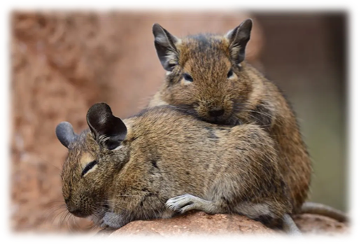 Zoznámte sa s Osmakom degu