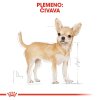 royal canin chihuahua adult 3 kg 3182550747820 3