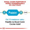 royal canin cocker spaniel puppy 3 kg 3182550813211 003