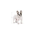 royal canin french bulldog wet kapsicky pre dospele francuzske buldocky 6