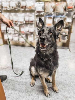 Dnes nás prišiel navštíviť jeden naozaj špeciálny zákazník🐕👮‍♂️ Policajný psík si prišiel skontrolovať, či je všetko v...