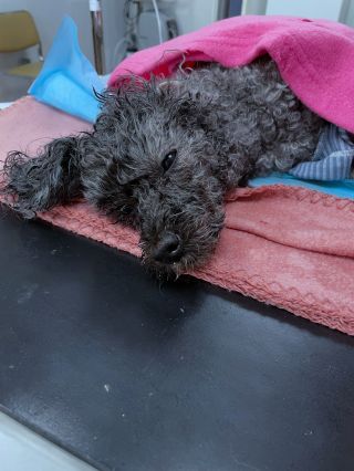 🩺 PYOMETRA – ochorenie, pri ktorom rozhoduje čas Na našu ambulanciu prišiel psík, u ktorého si majiteľ všimol výraznú...