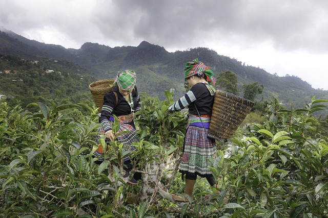 Jak probíhá sklízení čaje?