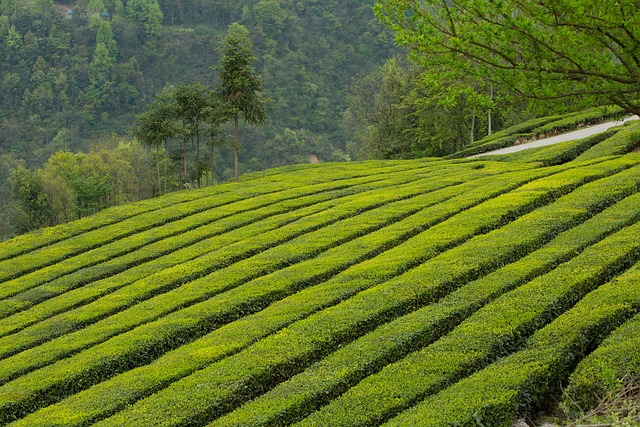Zelený čaj Long Jing (Dračí studna)