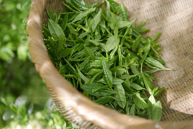 Pár rad jak poznat kvalitní čaj